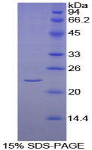 Figure 1. SDS-PAGE