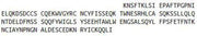 Recombinant Killer Cell Lectin Like Receptor Subfamily D, Member 1 (KLRD1), RPU42428