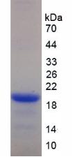 Figure 3. SDS-PAGE