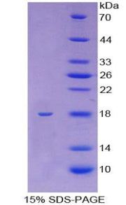Figure 1. SDS-PAGE