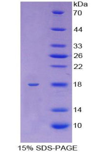 Figure 1. SDS-PAGE