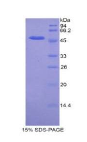 Figure 1. SDS-PAGE