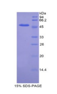 Figure 1. SDS-PAGE
