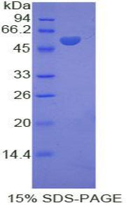 Figure 1. SDS-PAGE