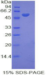 Figure 1. SDS-PAGE