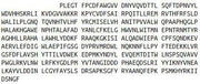 Recombinant Klotho (KL), RPU42432