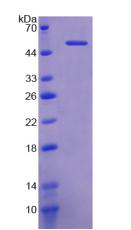 Figure 2. SDS-PAGE