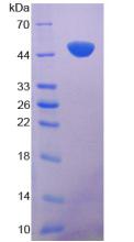 Figure 2. SDS-PAGE