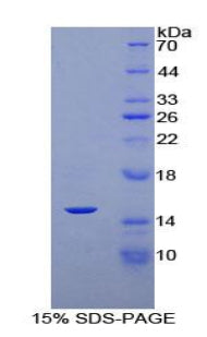Figure 1. SDS-PAGE