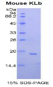 Figure 1. SDS-PAGE