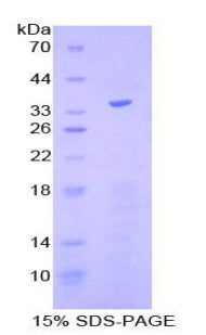 Figure 1. SDS-PAGE