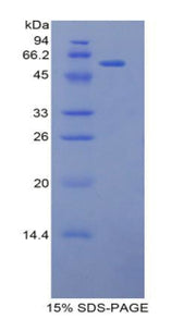Figure 1. SDS-PAGE
