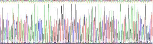 Recombinant Human Lactate Dehydrogenase A (LDHA)