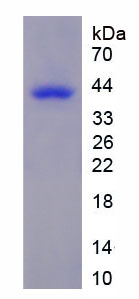 Figure 3. SDS-PAGE