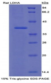 Figure 1. SDS-PAGE