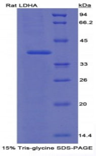 Figure 1. SDS-PAGE