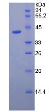 Figure 2. SDS-PAGE