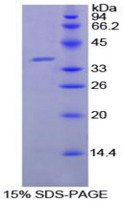 Figure 1. SDS-PAGE