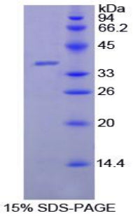 Figure 1. SDS-PAGE
