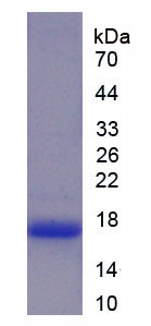 Figure 1. SDS-PAGE