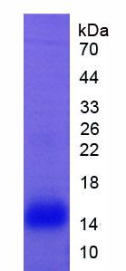 Figure 2. SDS-PAGE