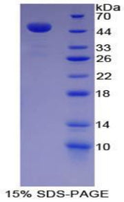 Figure 1. SDS-PAGE