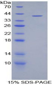 Figure 1. SDS-PAGE