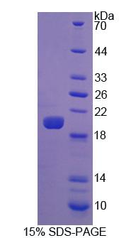 Figure 1. SDS-PAGE