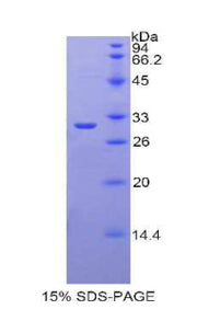 Figure 1. SDS-PAGE