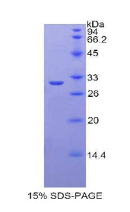 Figure 1. SDS-PAGE