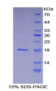 Figure 1. SDS-PAGE