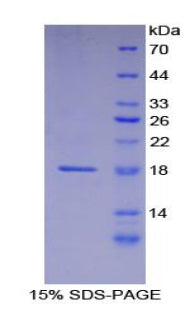 Figure 1. SDS-PAGE