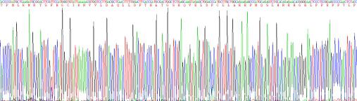 Recombinant Mouse Laminin Alpha 1 (LAMA1)