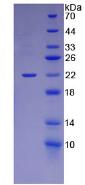 Figure 3. SDS-PAGE