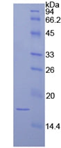 Figure 2. SDS-PAGE