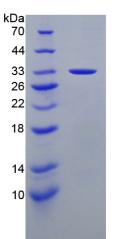 Figure 2. SDS-PAGE