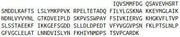 Recombinant Laminin Alpha 4 (LAMa4), RPU42467