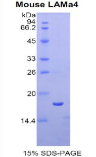 Figure 1. SDS-PAGE