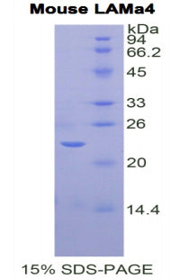 Figure 1. SDS-PAGE