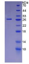 Figure 2. SDS-PAGE