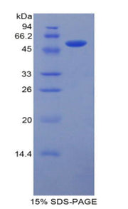 Figure 1. SDS-PAGE