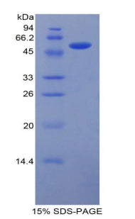 Figure 1. SDS-PAGE