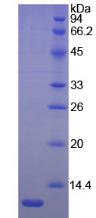 Figure 2. SDS-PAGE