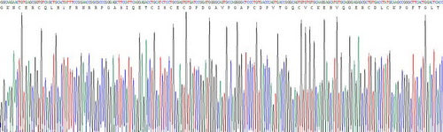 Recombinant Human Laminin Beta 3 (LAMb3)