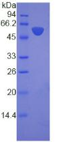 Figure 3. SDS-PAGE