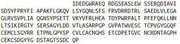 Recombinant Laminin Gamma 1 (LAMC1), RPU42476
