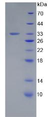 Figure 3. SDS-PAGE