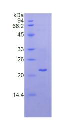 Figure 2. SDS-PAGE