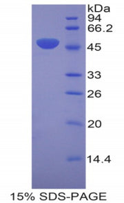 Figure 1. SDS-PAGE