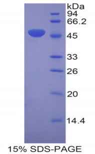 Figure 1. SDS-PAGE